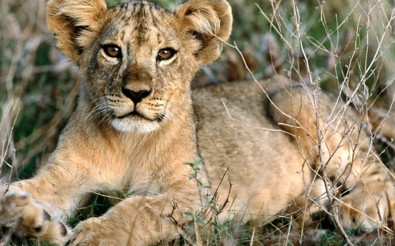 Лопоухий львенок лежит на траве