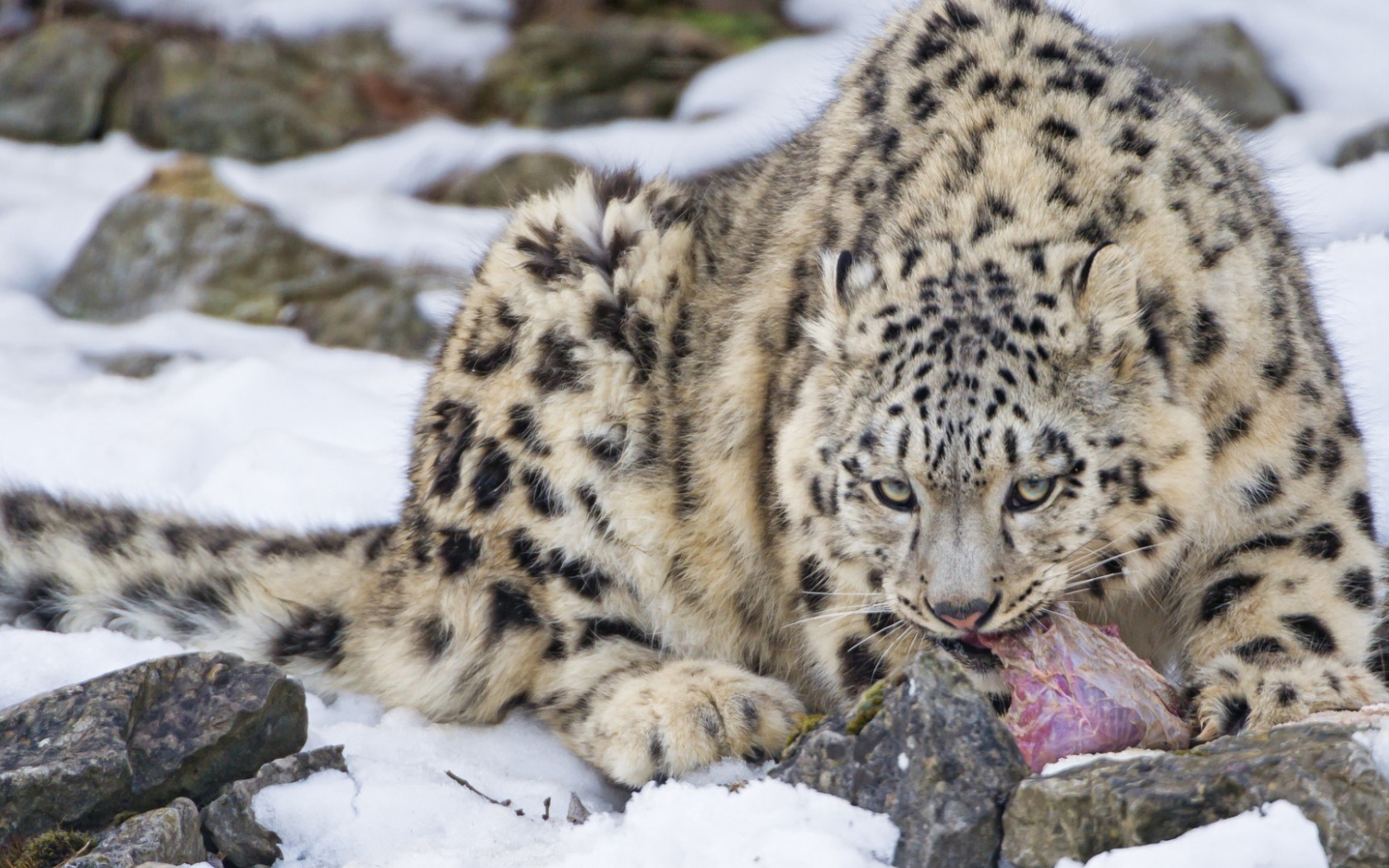 Рысь поедает добычу