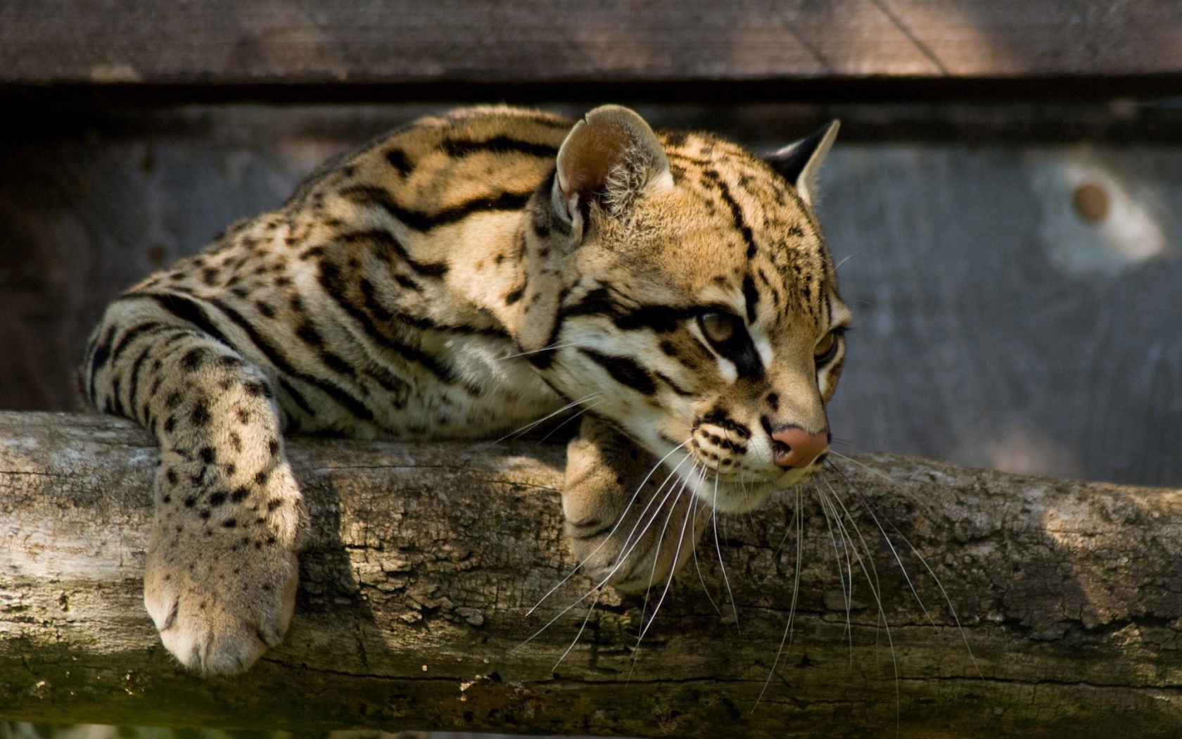 Оцелот повис на деревянной перекладине