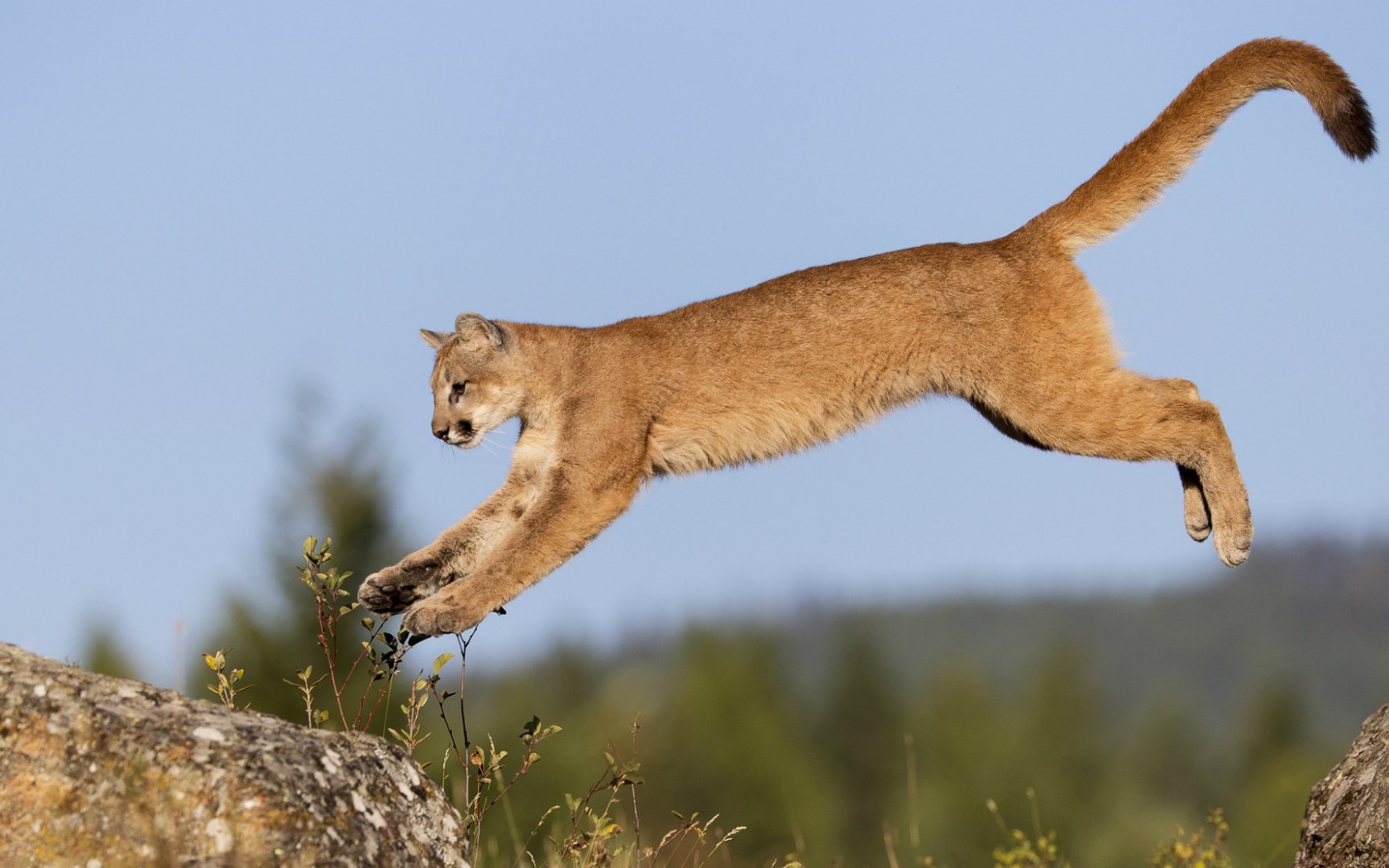 Пума в прыжке