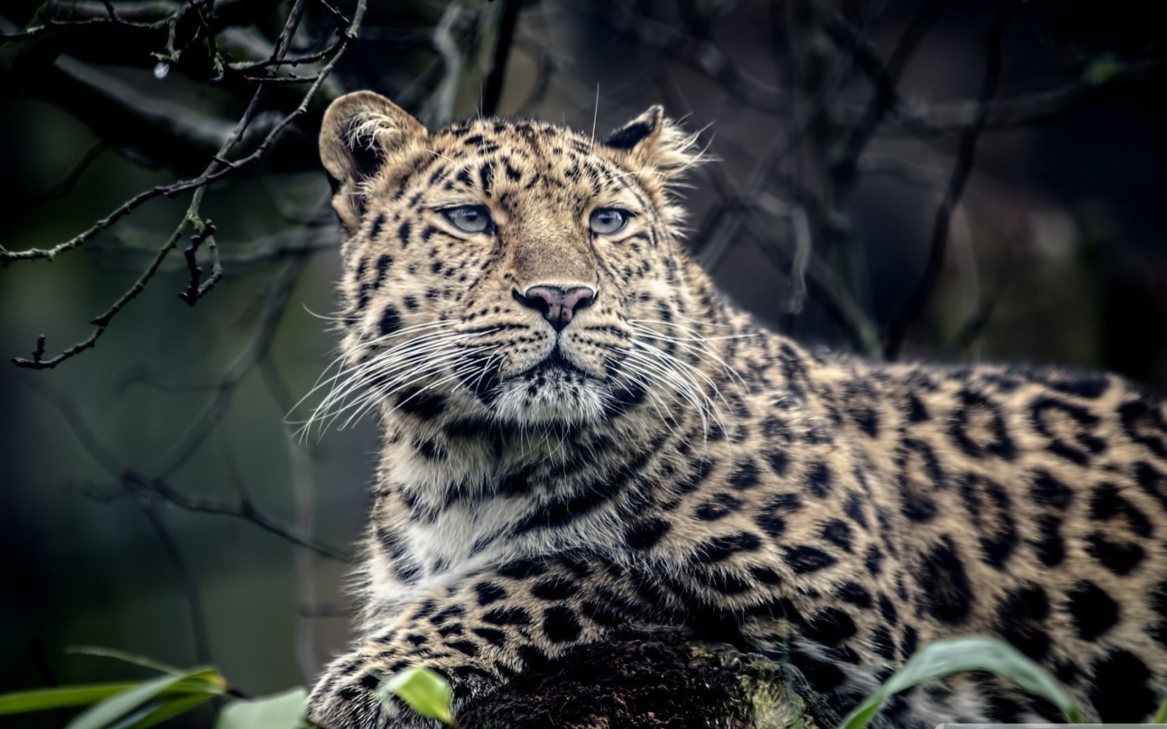 Грустный пятнистый леопард