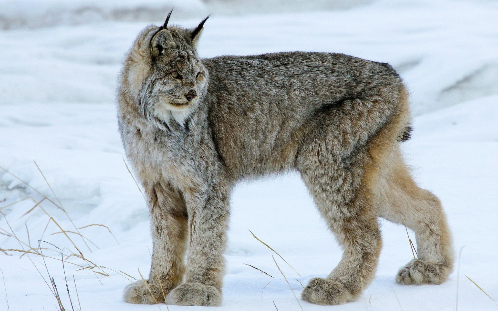 Мохнатая канадская рысь