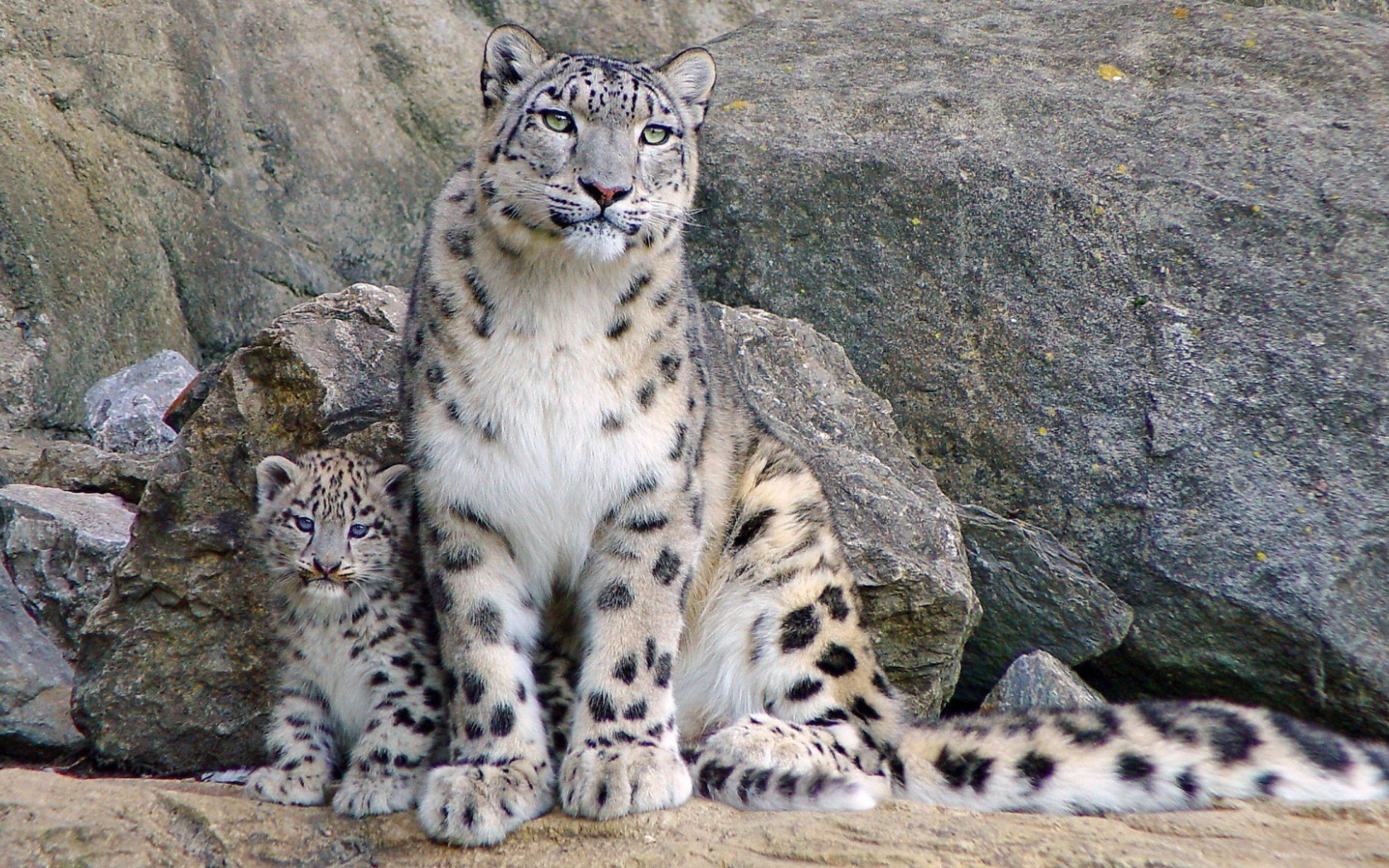 Снежный барс с котенком