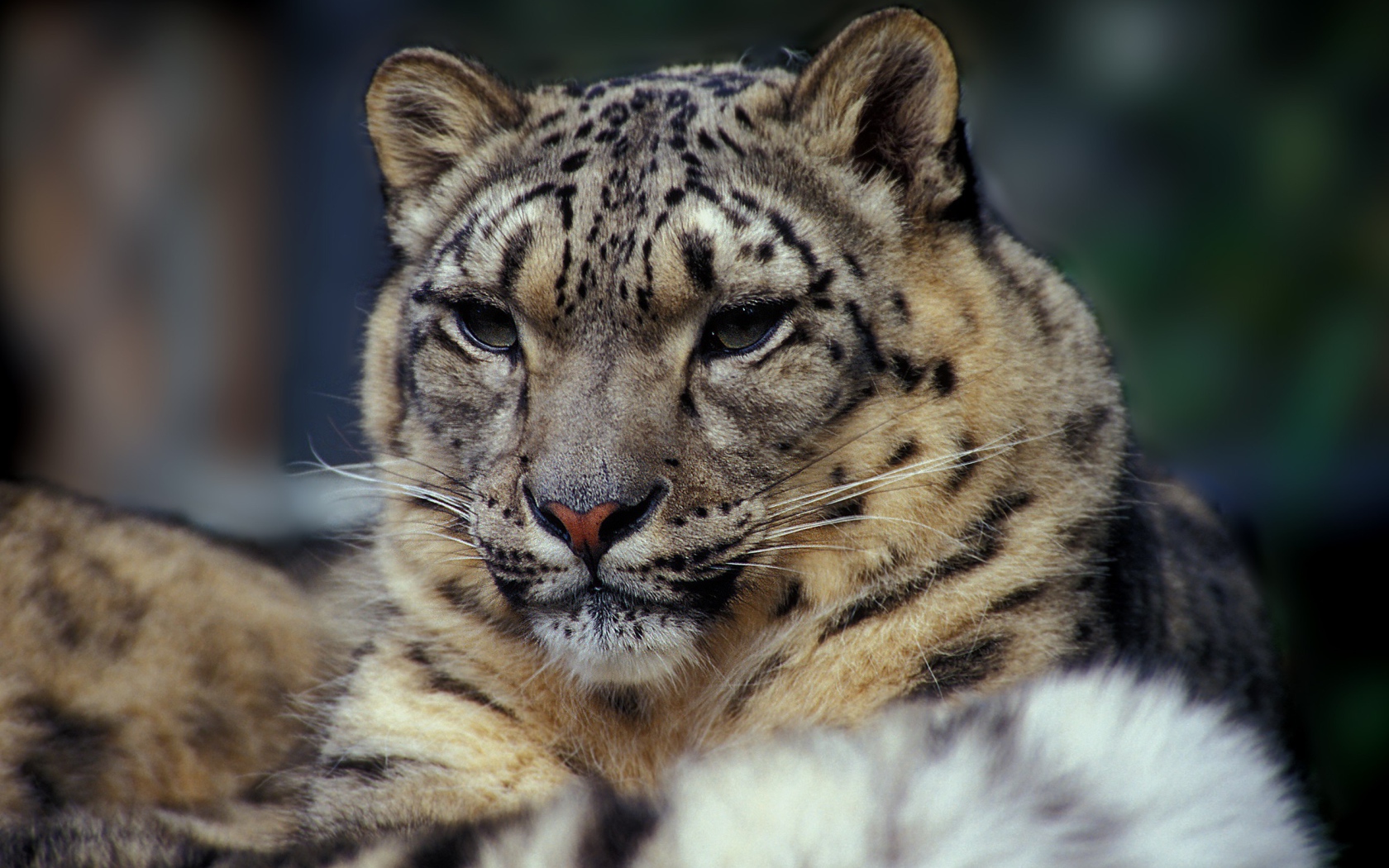 Суровый взгляд дикой кошки