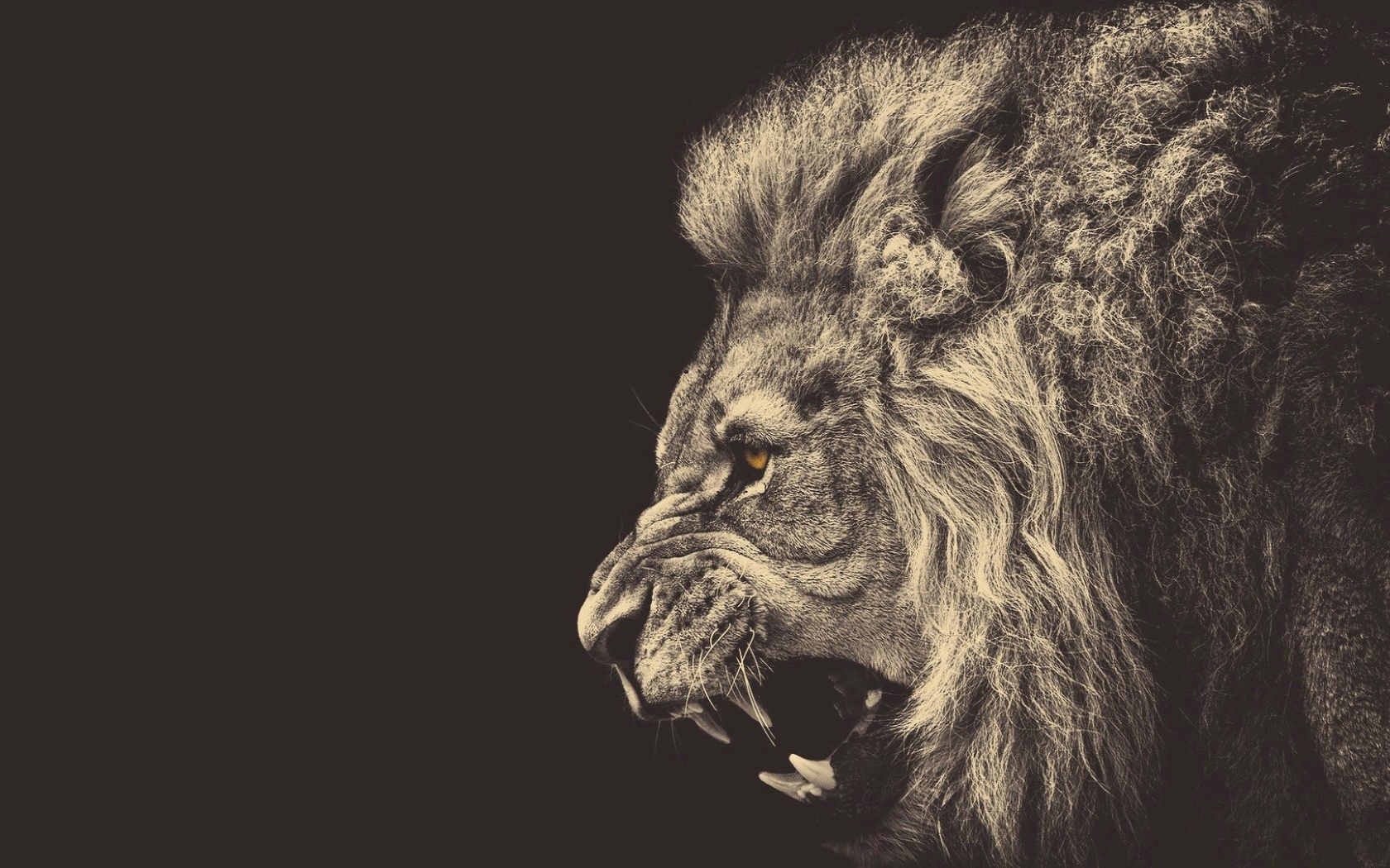 Голова злого льва, серый фон