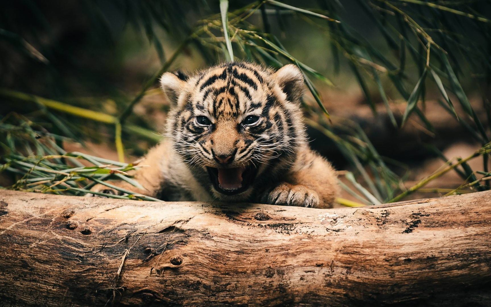 Тигренок прячется за деревом