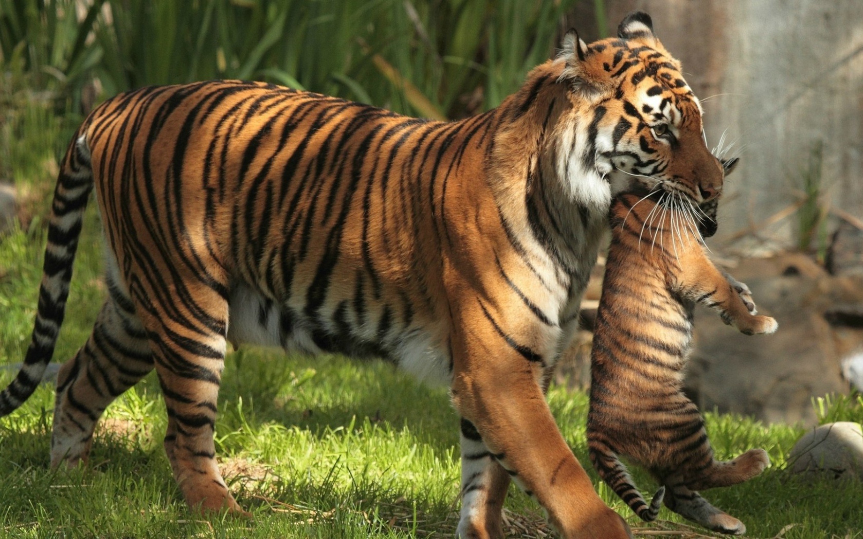 Тигрица держит в зубах тигренка