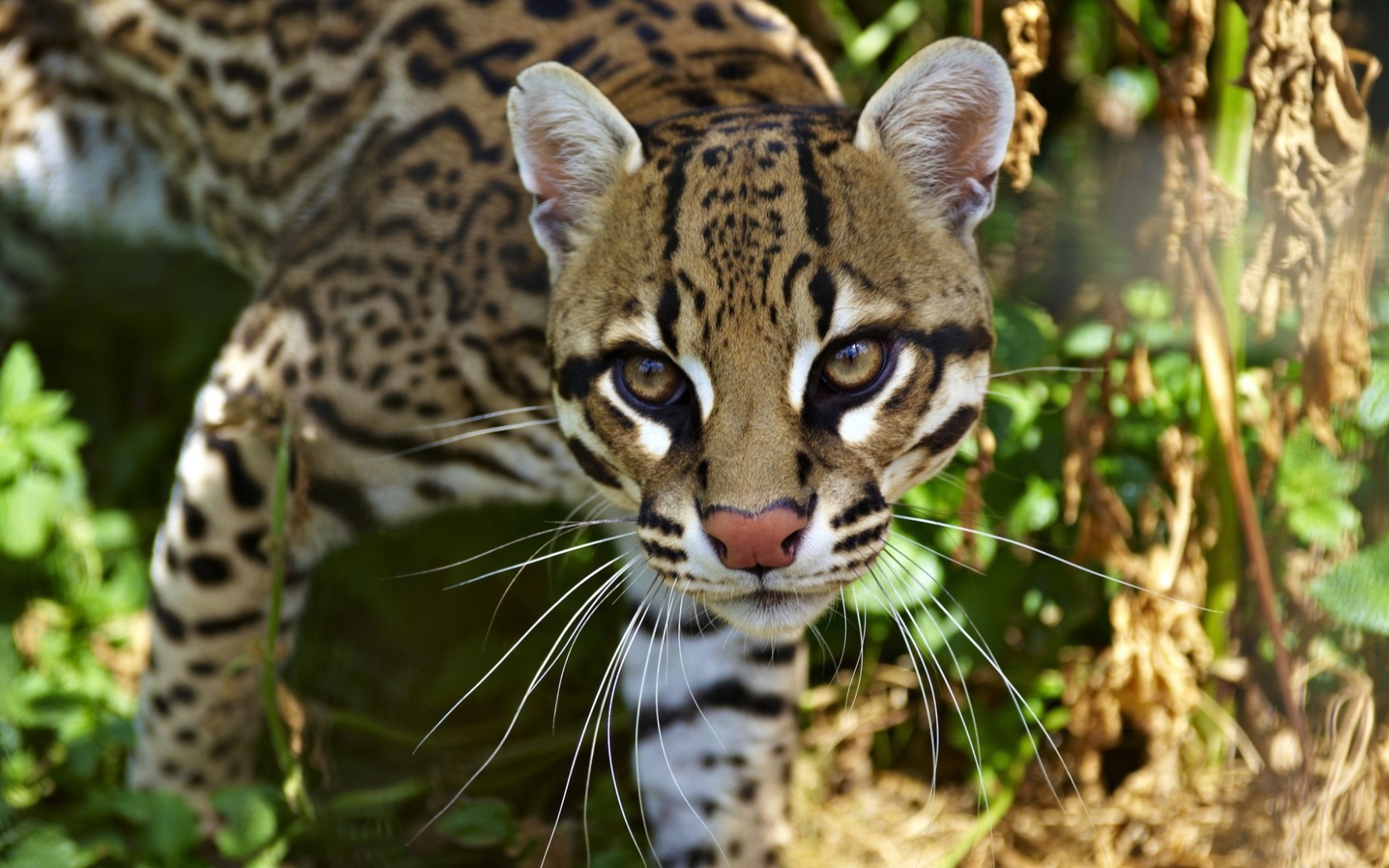 Очень красивый оцелот