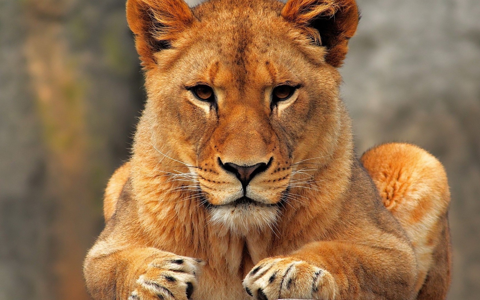 Молодой лев смотрит в камеру