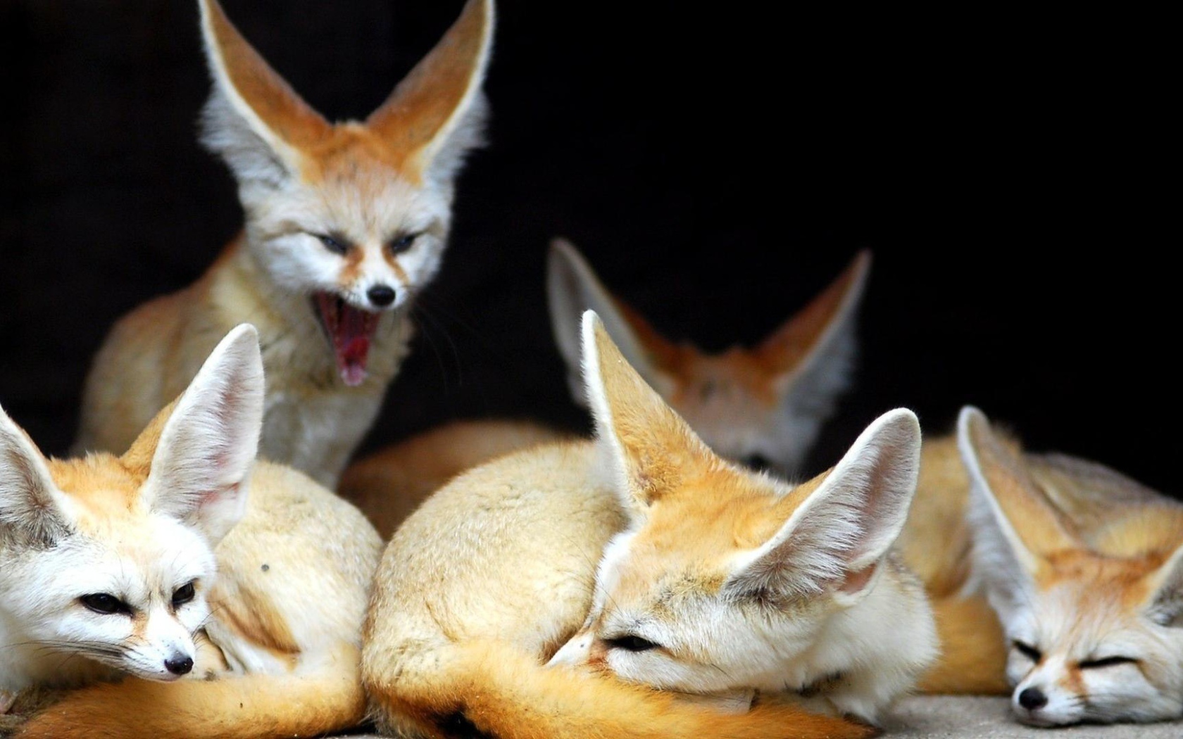 Семья лис породы фенек