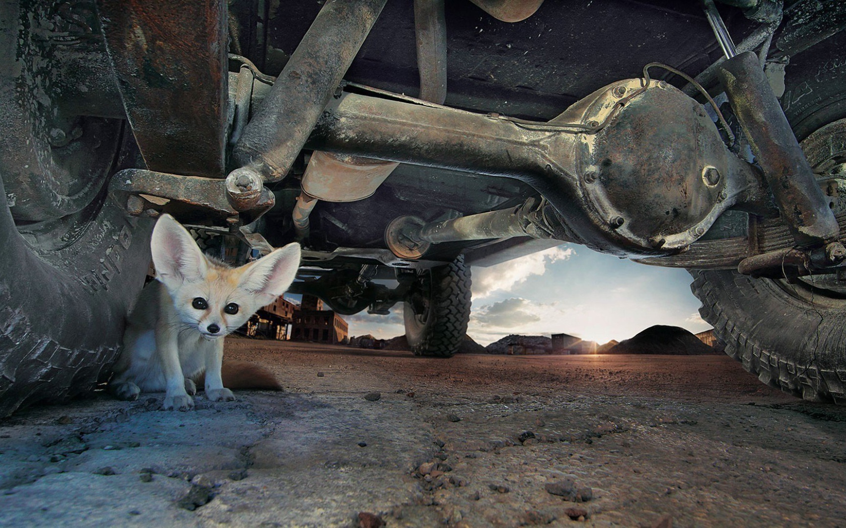 Фенек под автомобилем