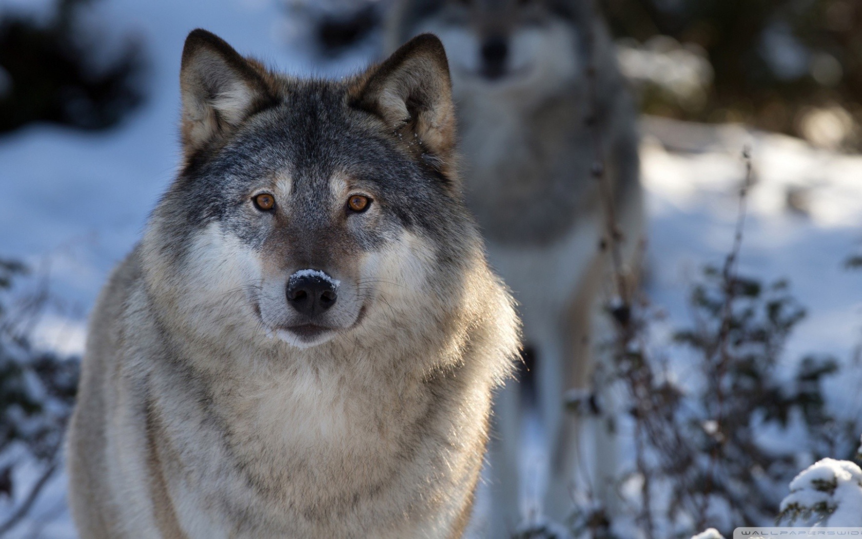 Волк в зимнем лесу