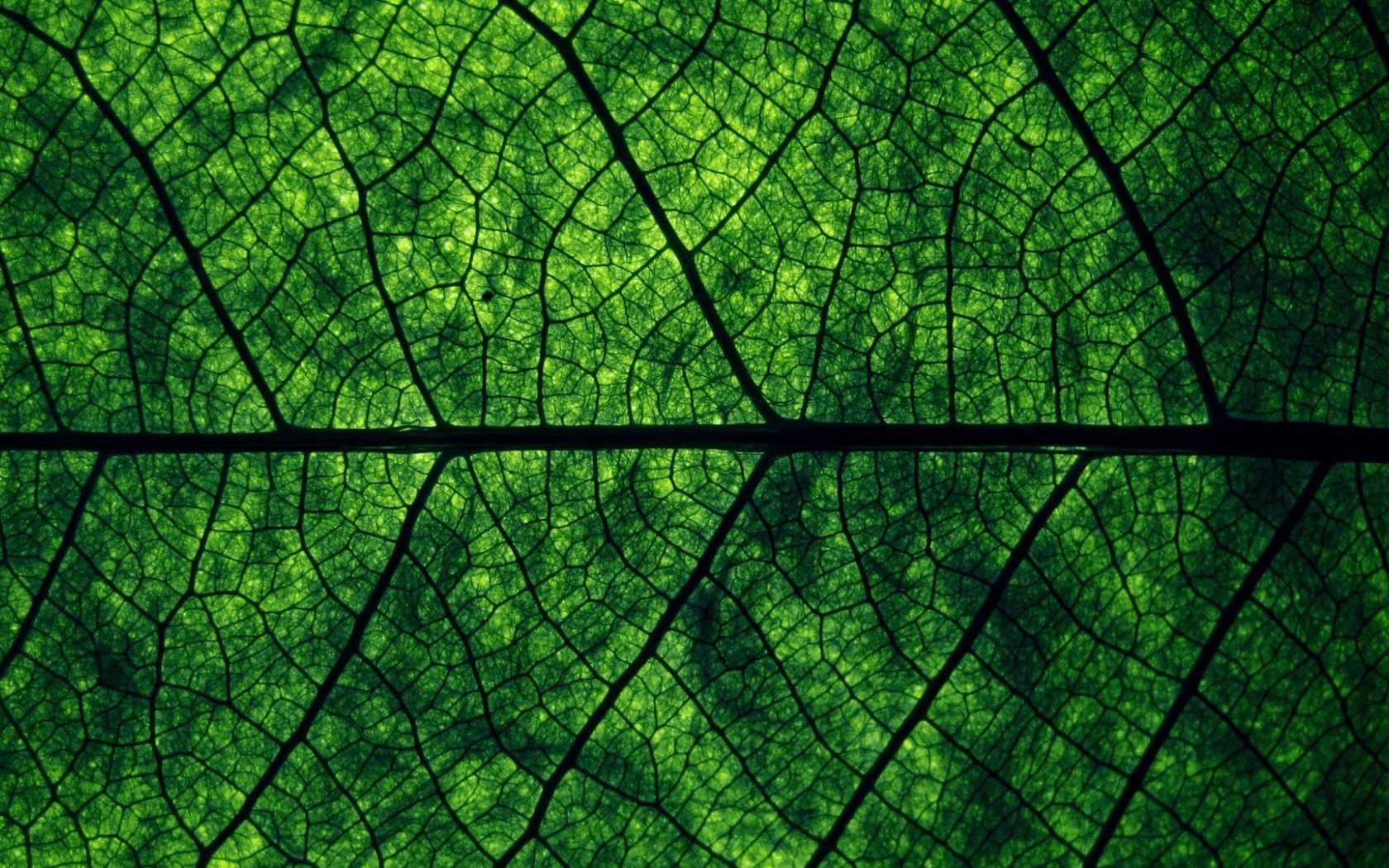 Фон зеленый лист дерева