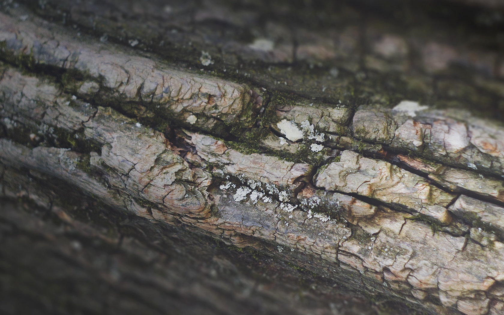 Кора дерева, фон