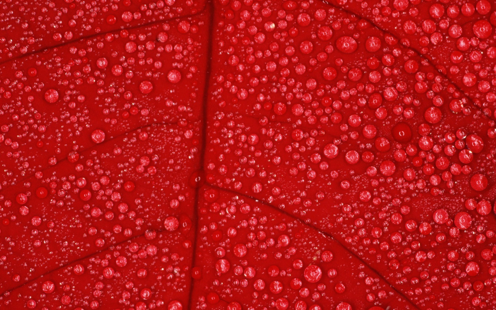 Влага на красном листе, фон