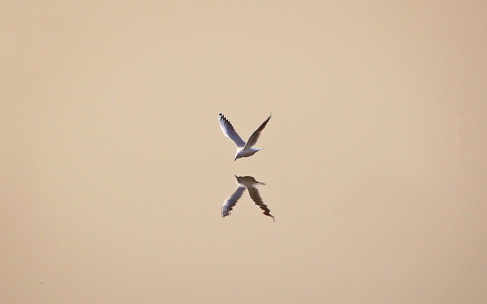 Чайка отражается в воде, светлый фон