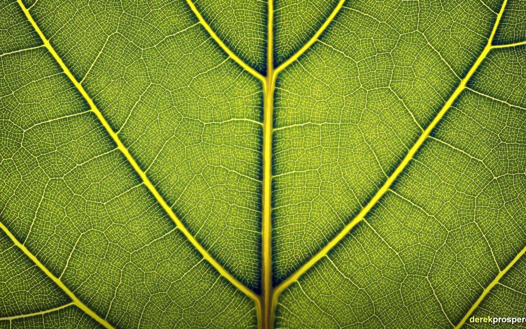Жилки зеленого листа, фон