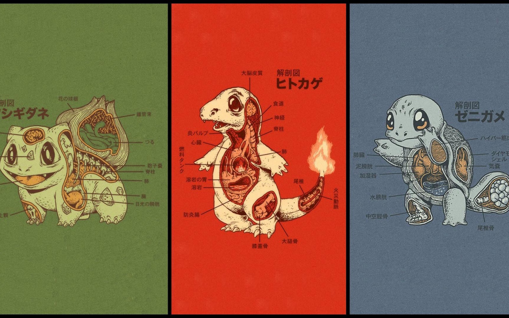 Anatomy of different Pokemon