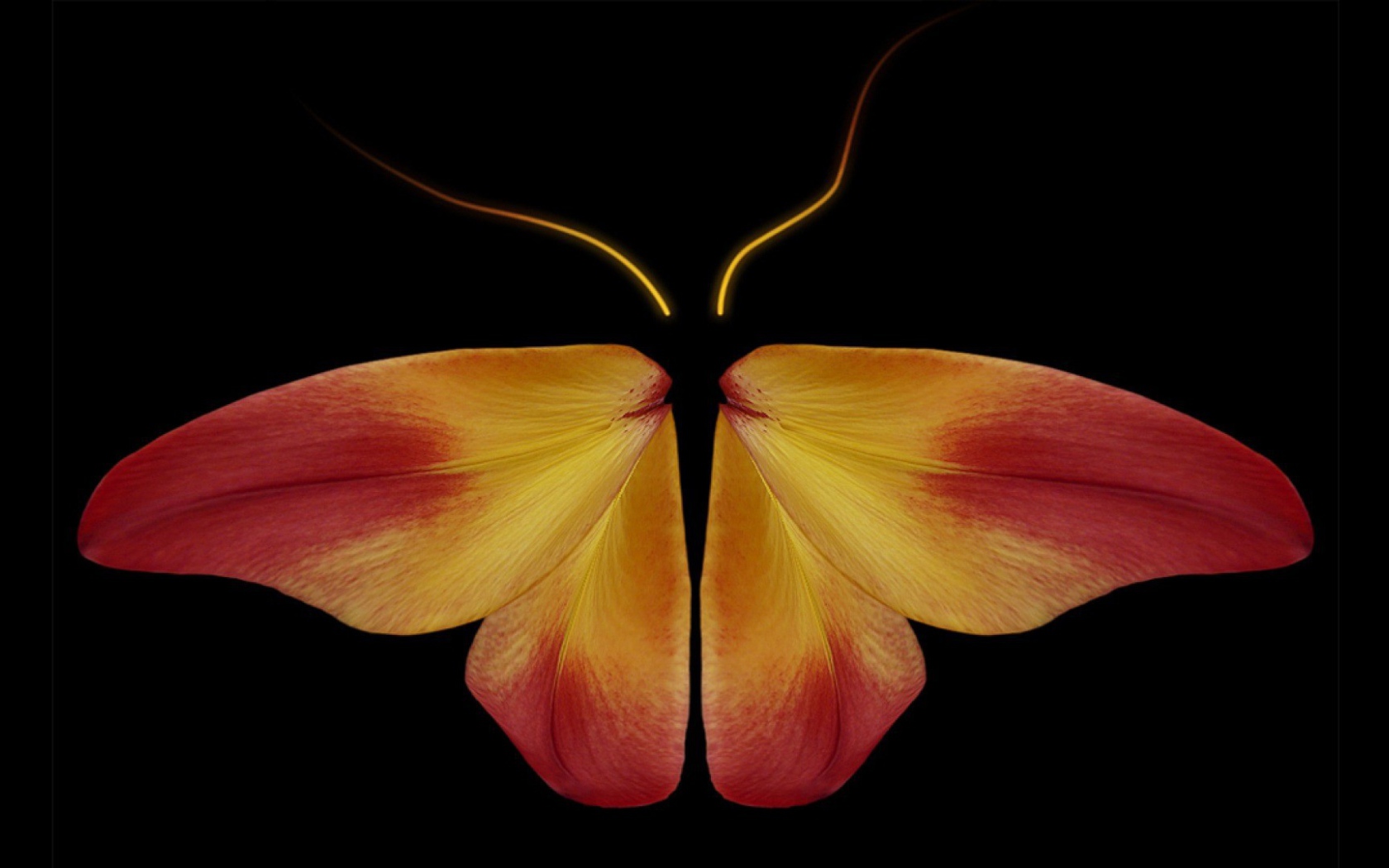 Бабочка из цветочных лепестков