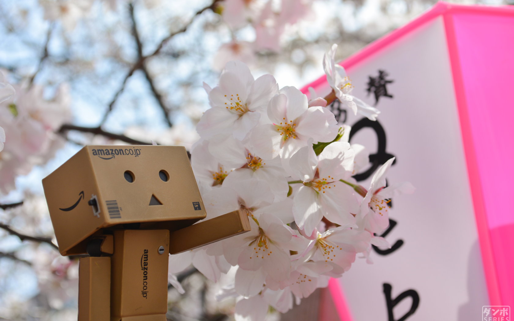 Дандо и цветущая вишня