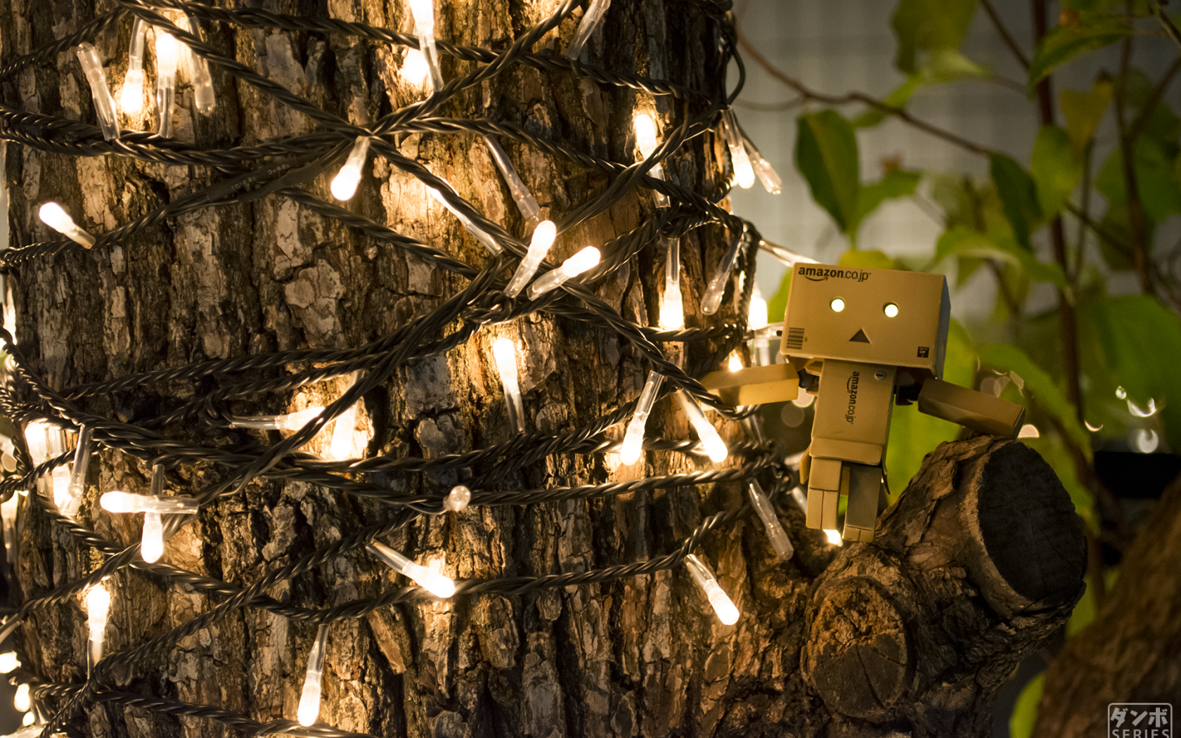 Дандо на дереве