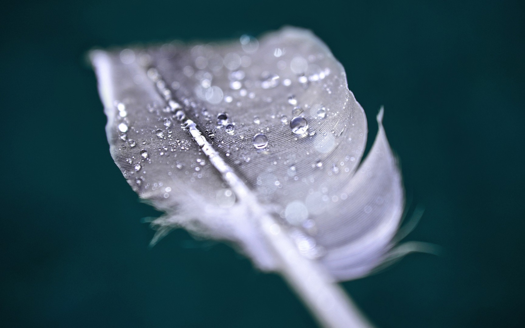 Капли воды на пере