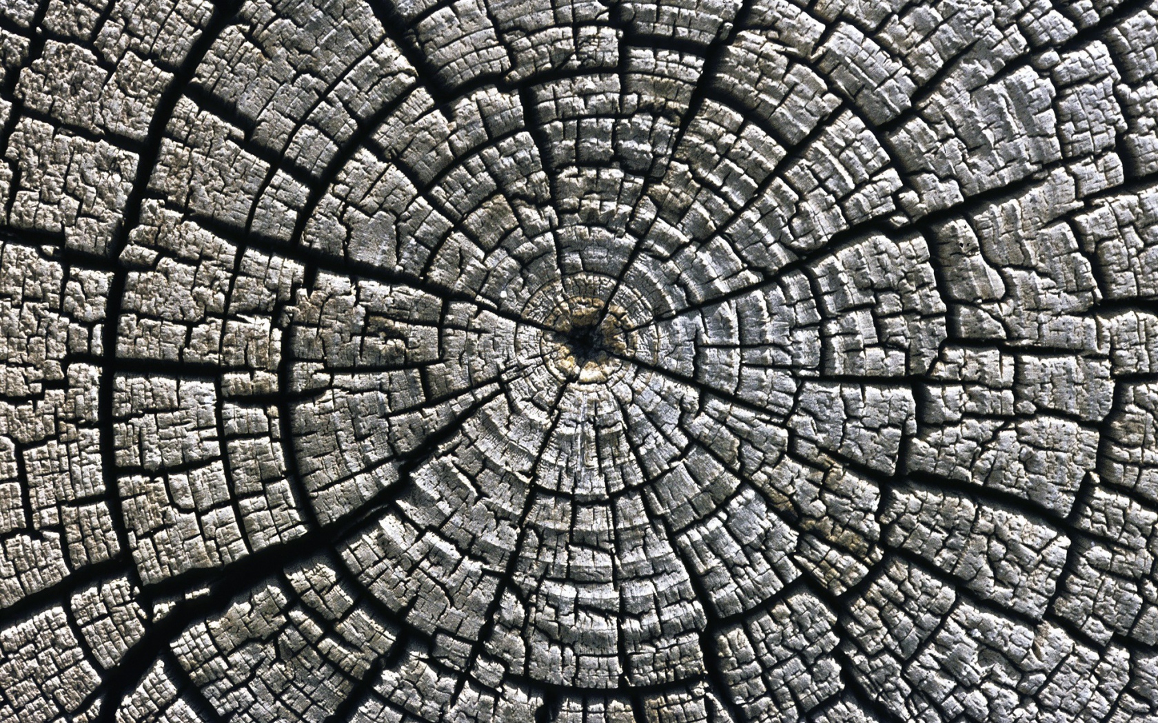 Старый спил дерева