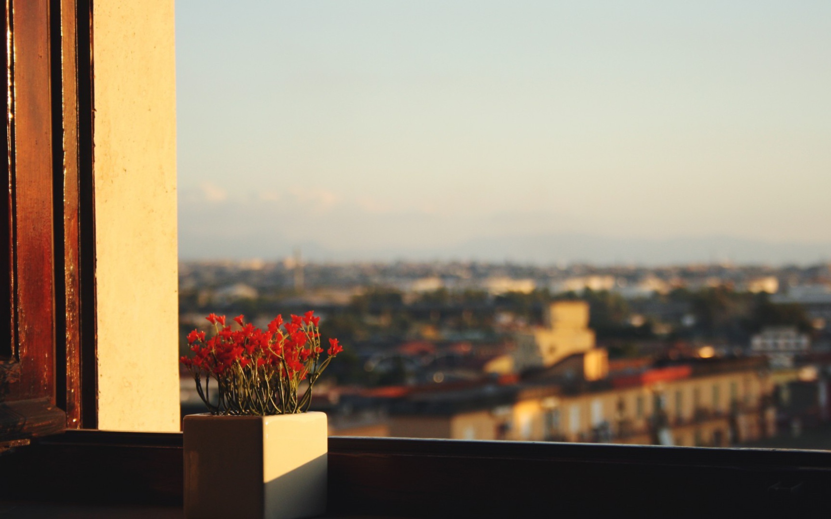 Горшок с красными цветами на подоконнике