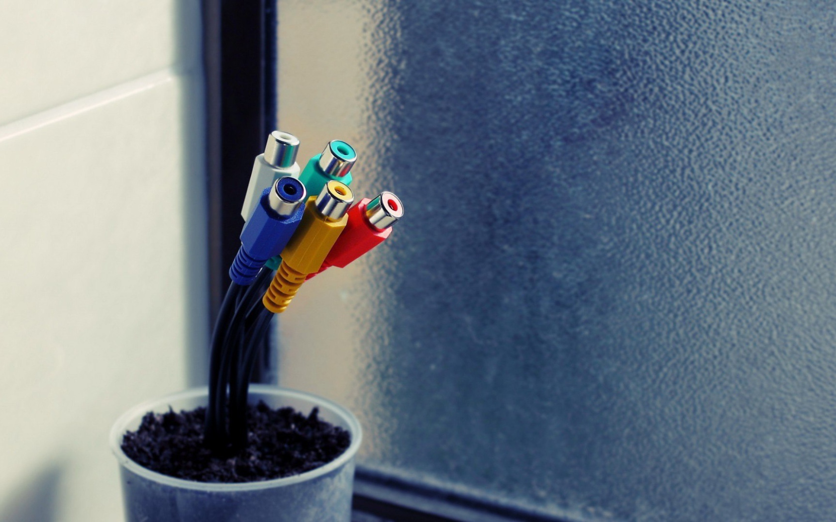 Тюльпаны в горшке