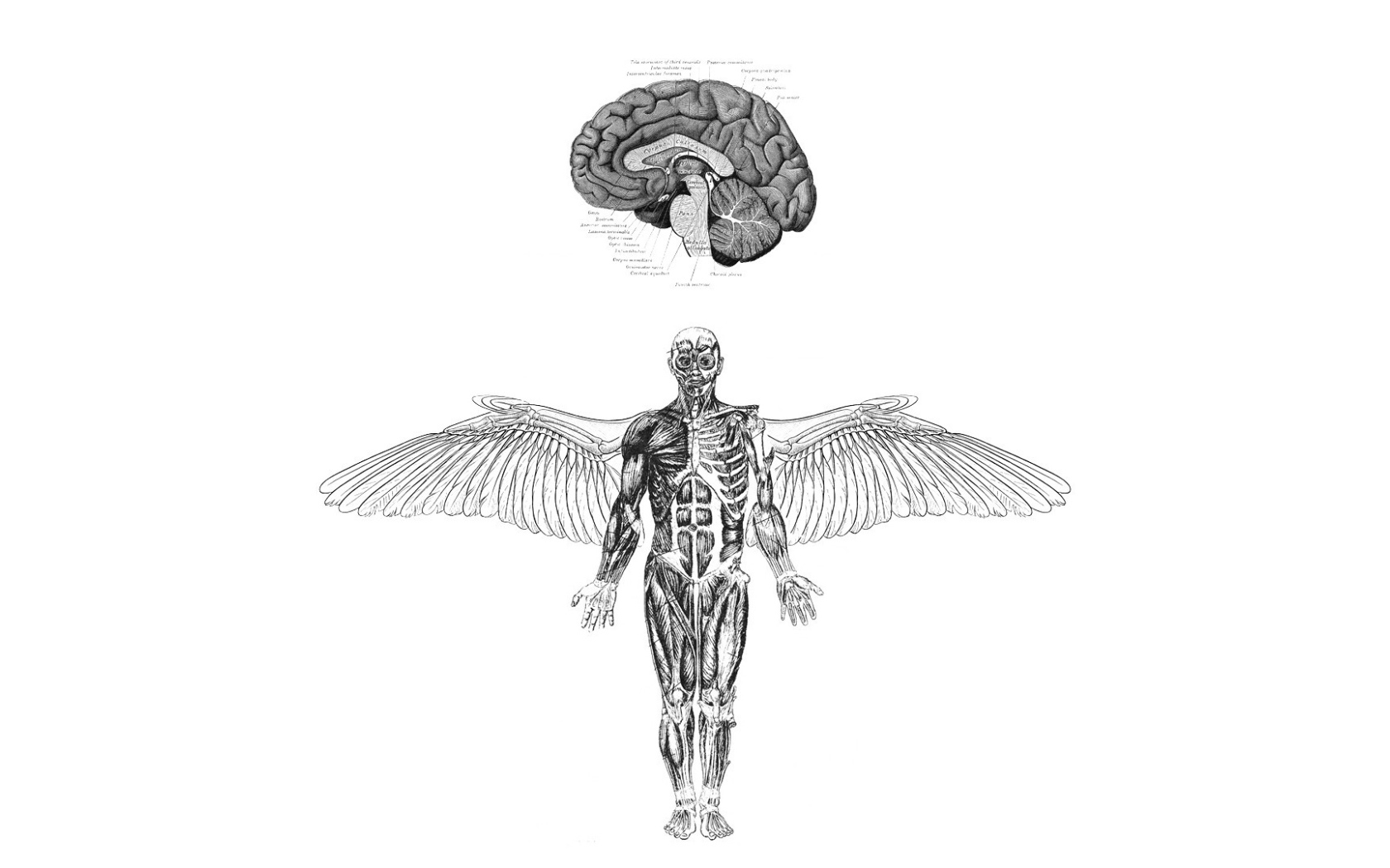 Анатомия летающего человека