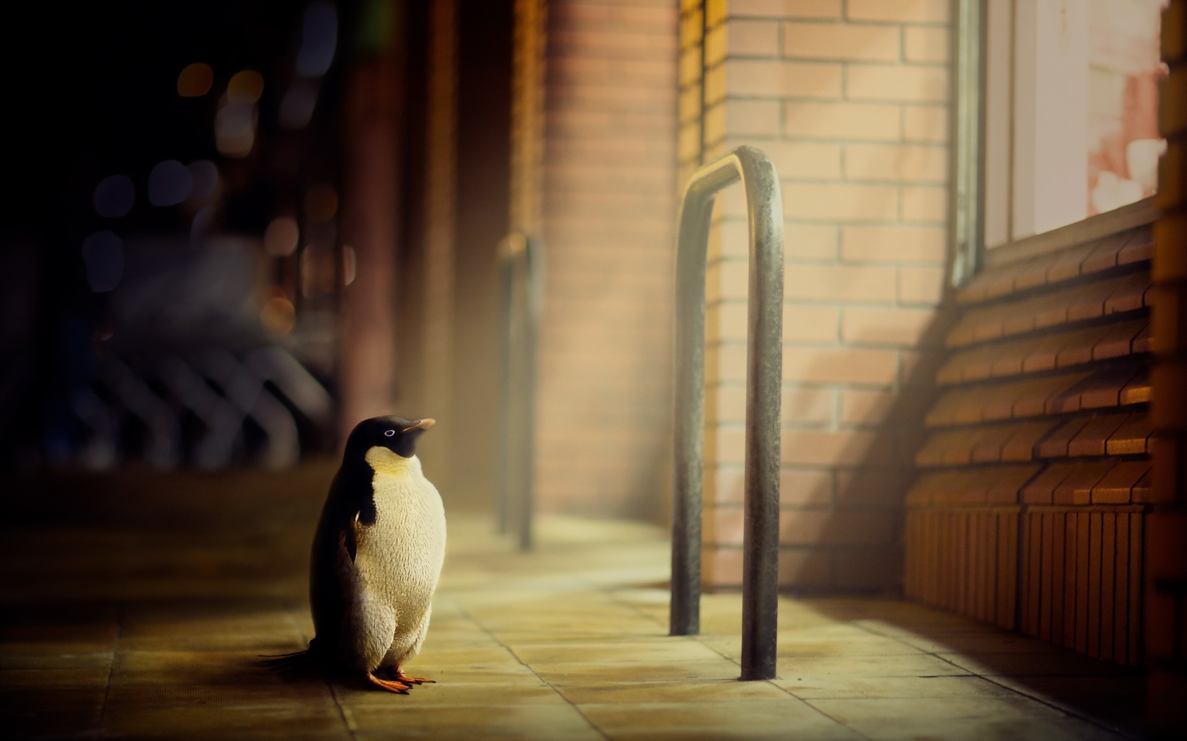 Пингвин стоит у окна