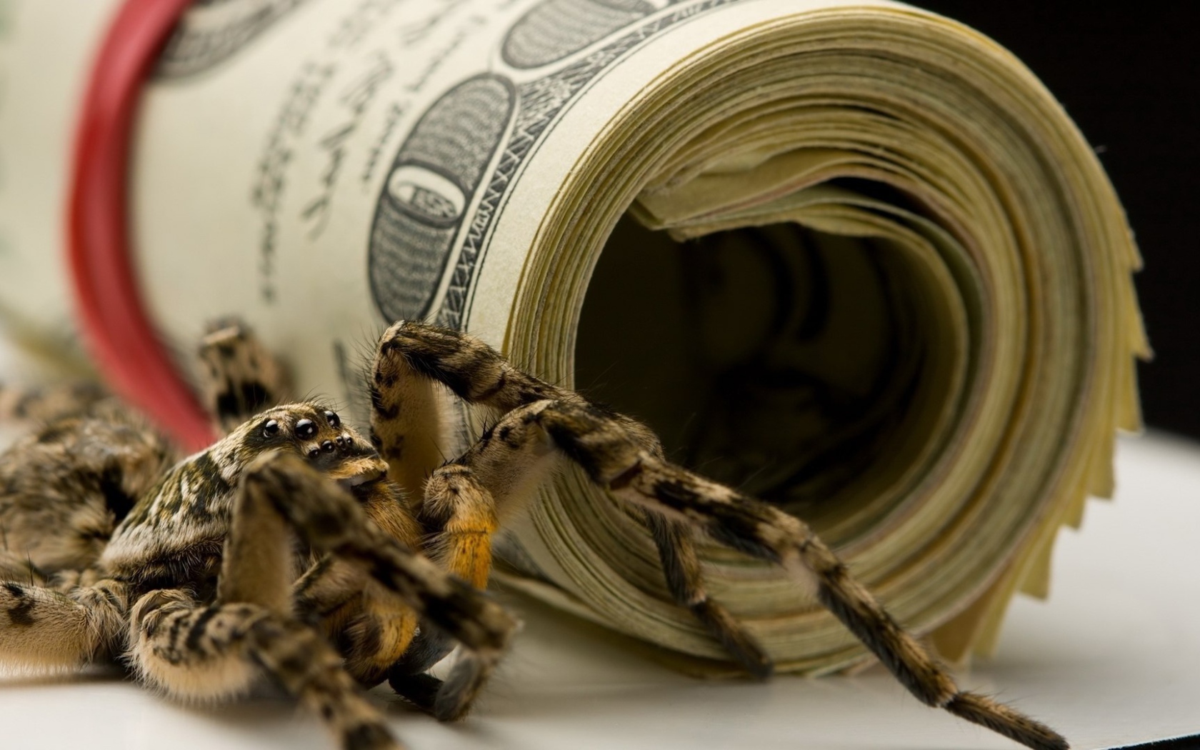Spider and the pack of dollars