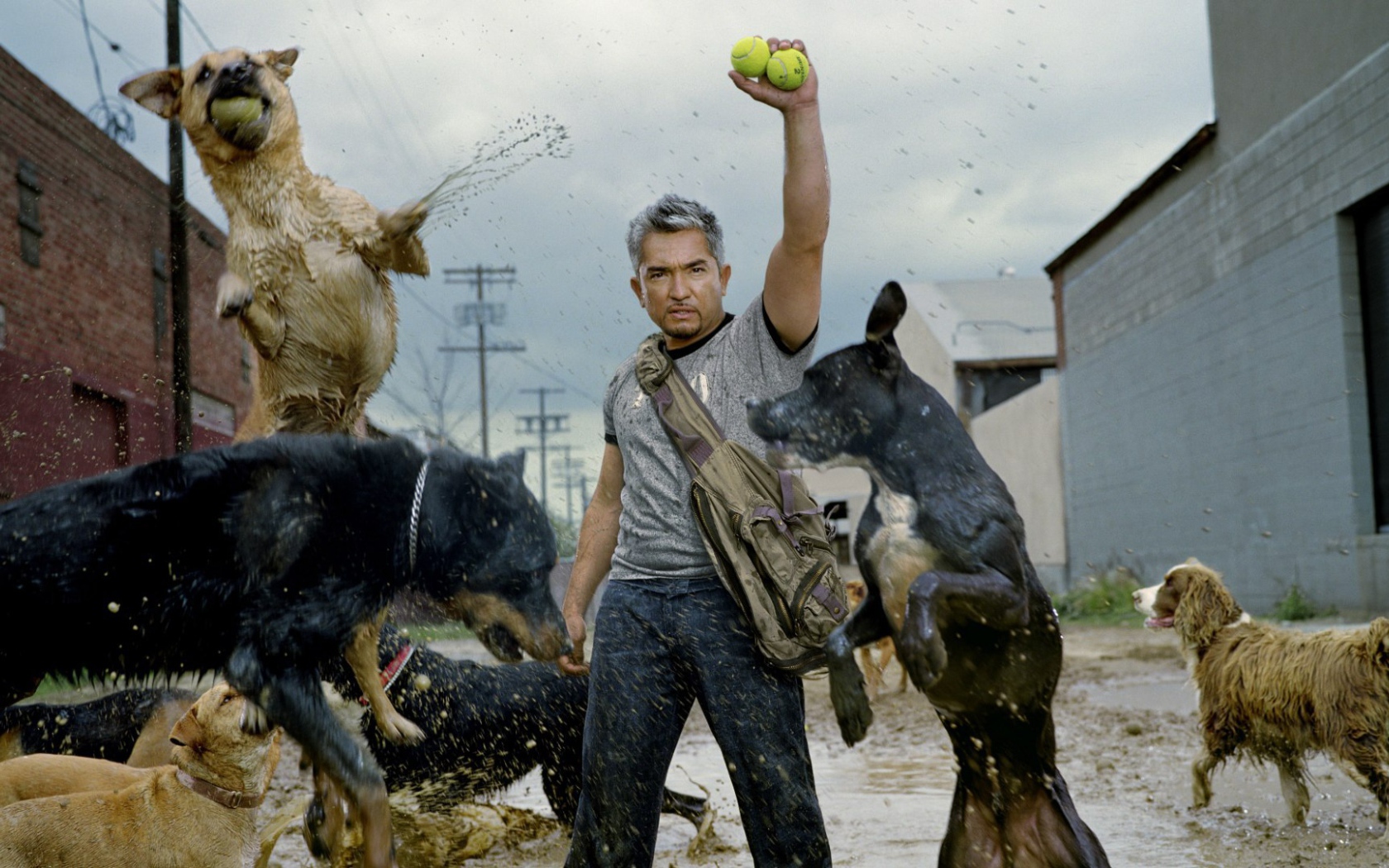 Фильм Переводчик с собачьего