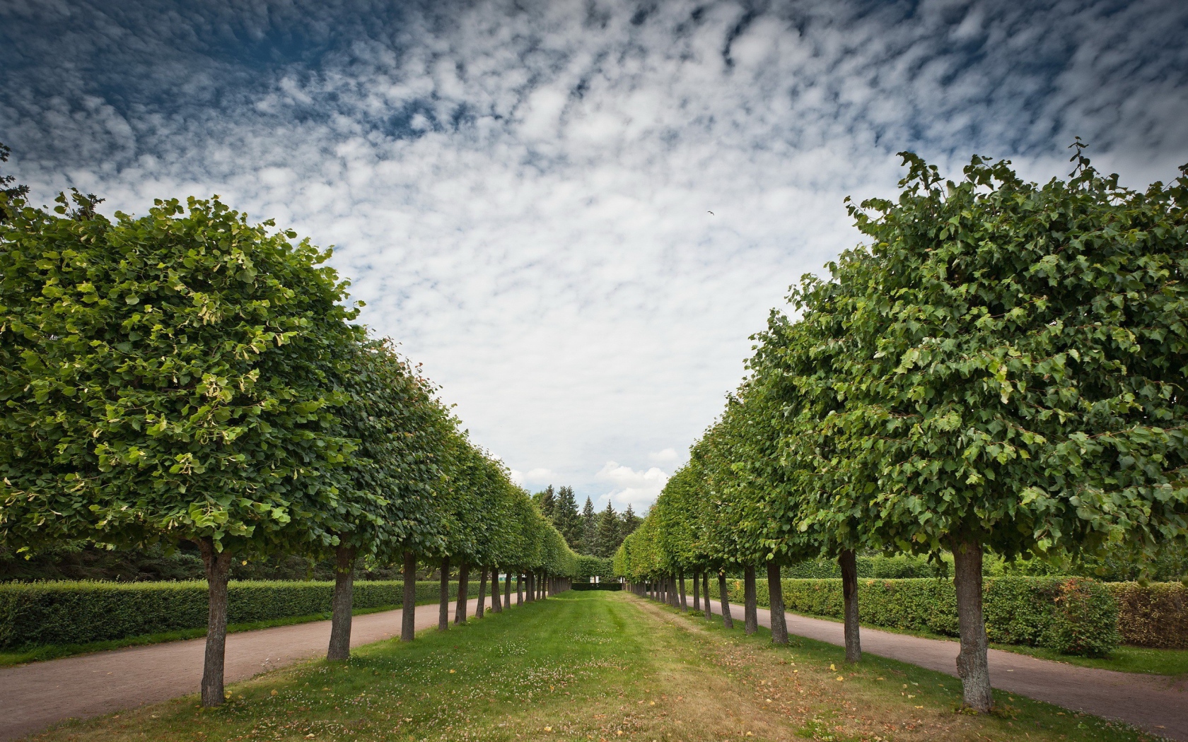 Аккуратная аллея лиственных деревьев