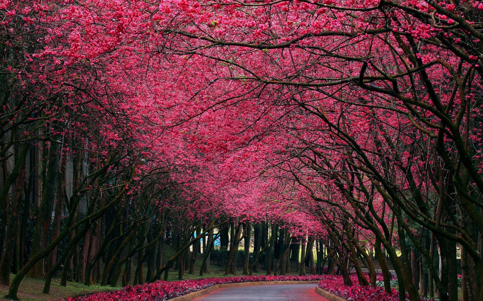 Аллея под розовыми цветами