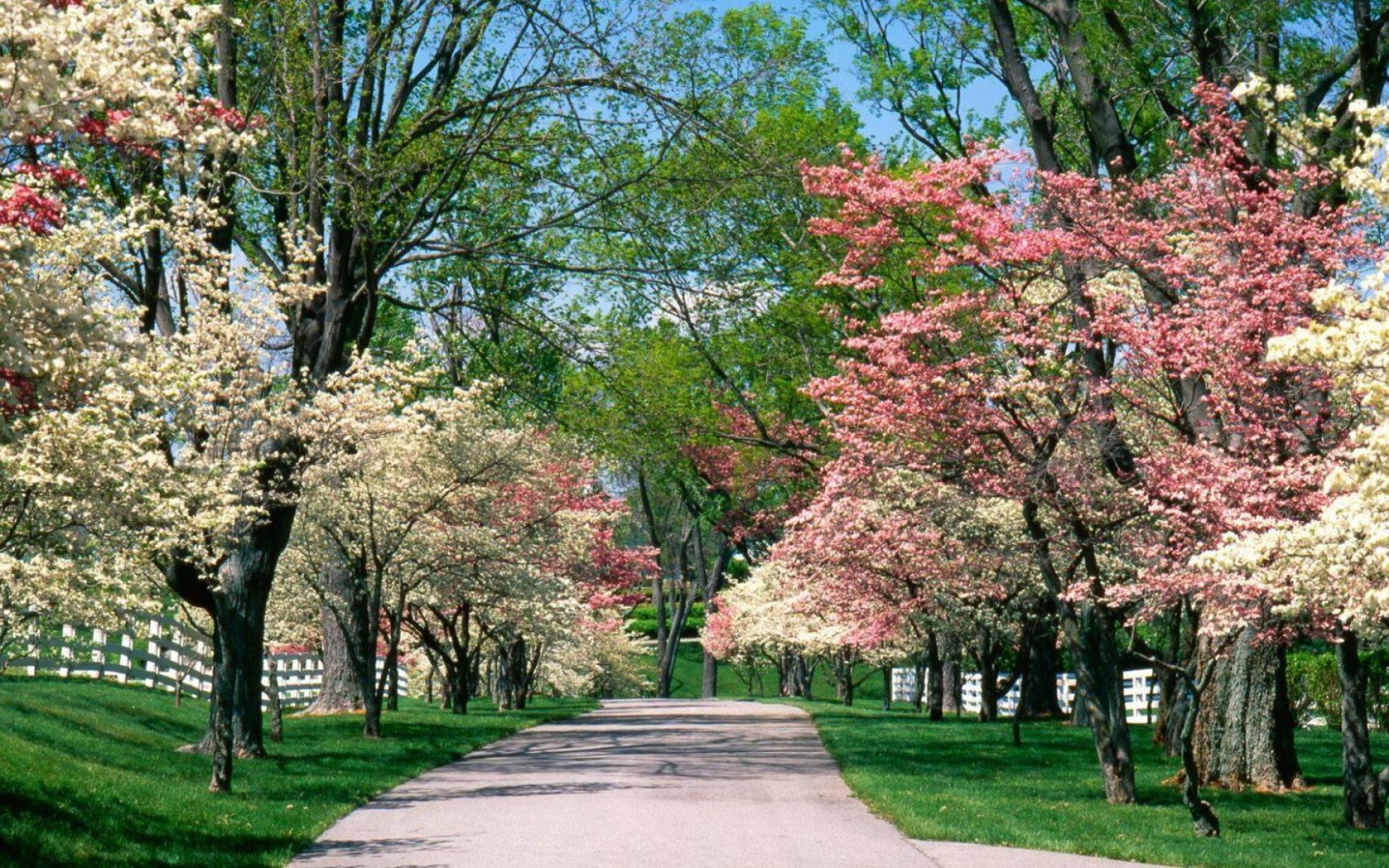 Аллея для прогулок в цветущем парке