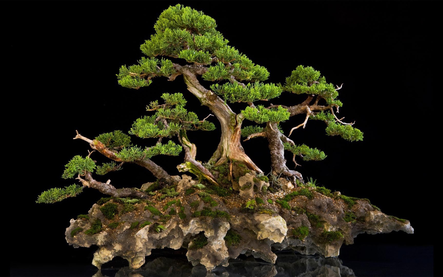 Красивый бонсай на черном фоне