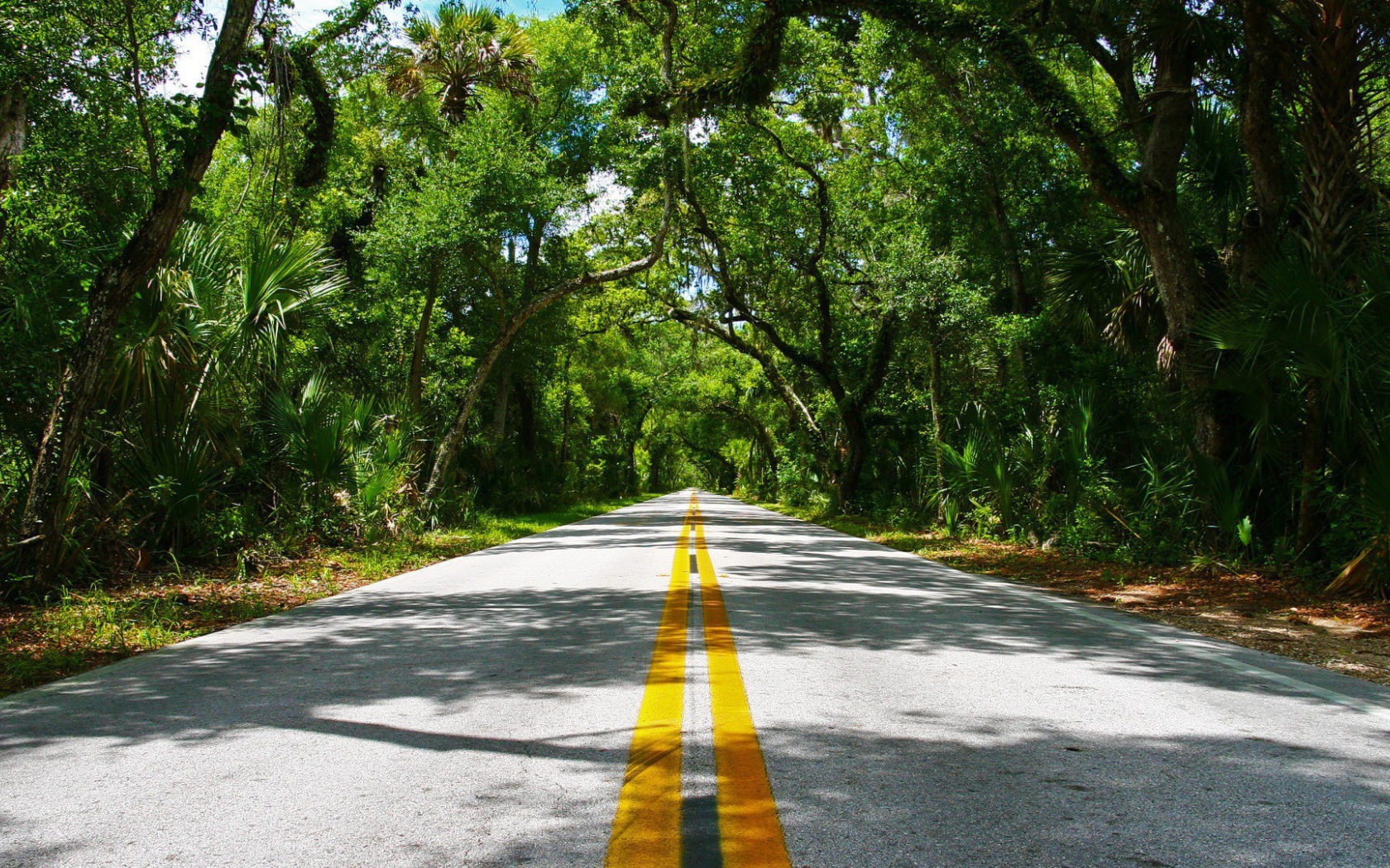 Красивая дорога в тропиках