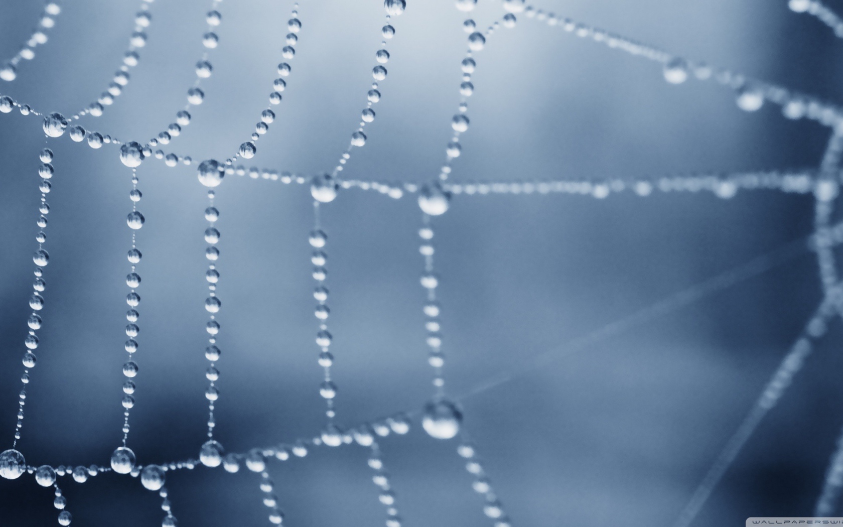 Роса покрыла паутину