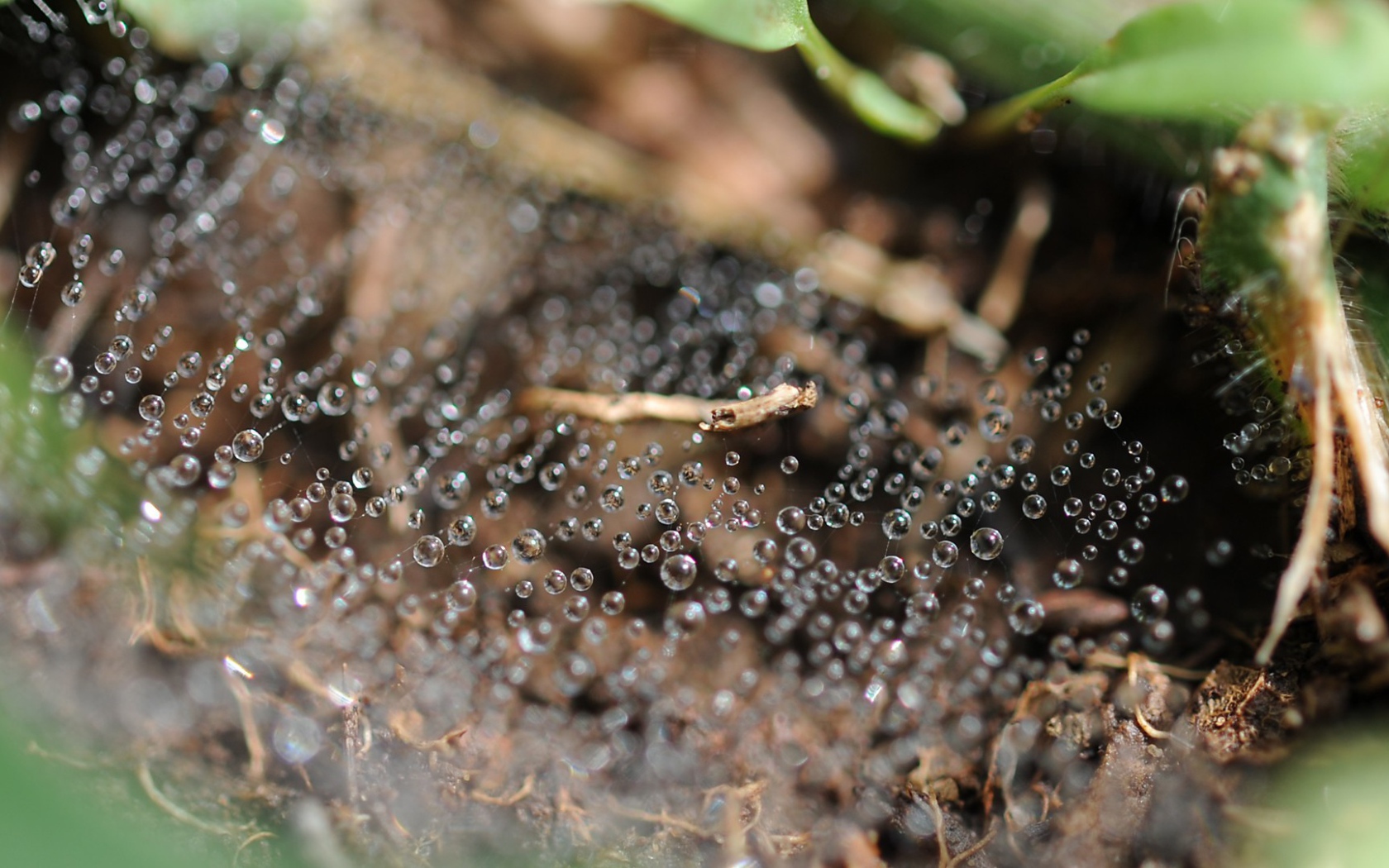 Капли росы на паутине