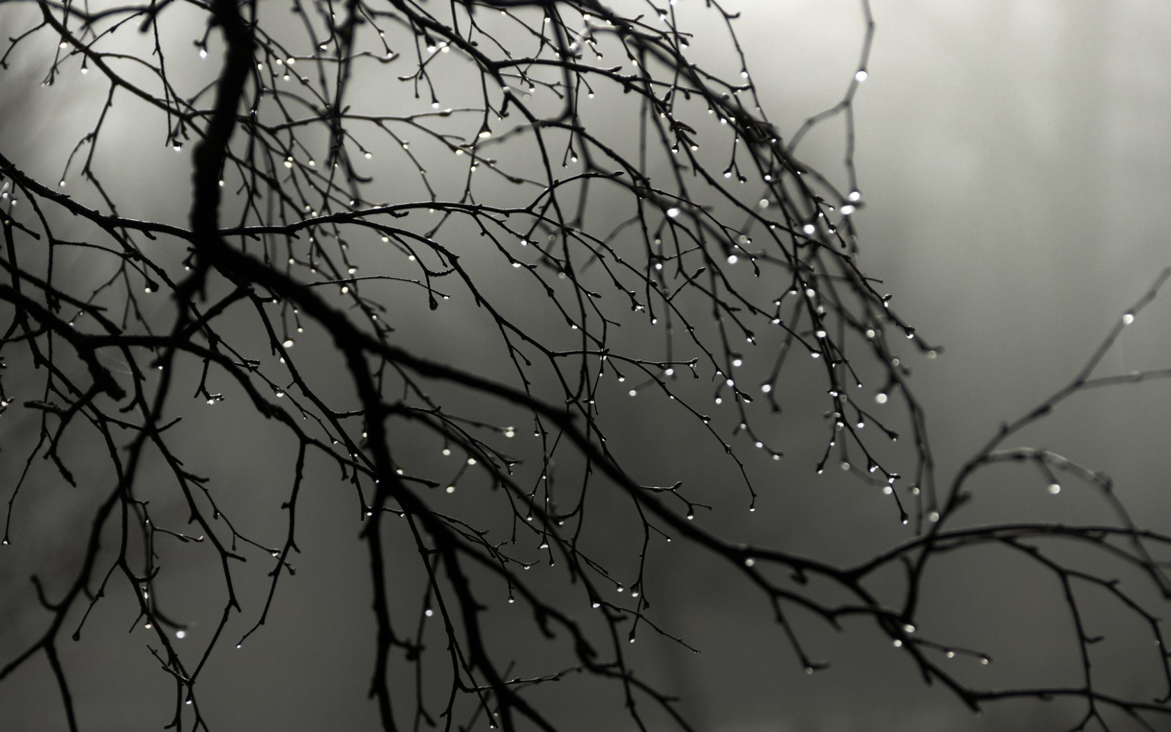 Капли воды на голых ветках дерева