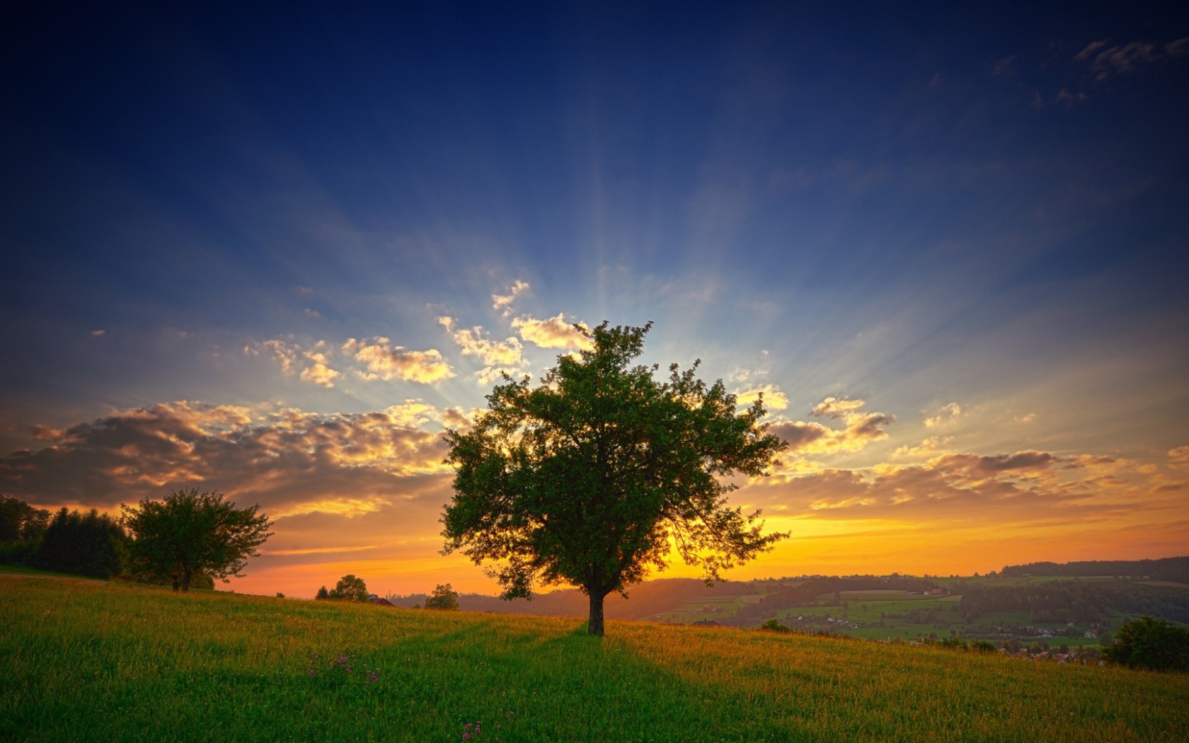 Зеленое дерево на фоне заката