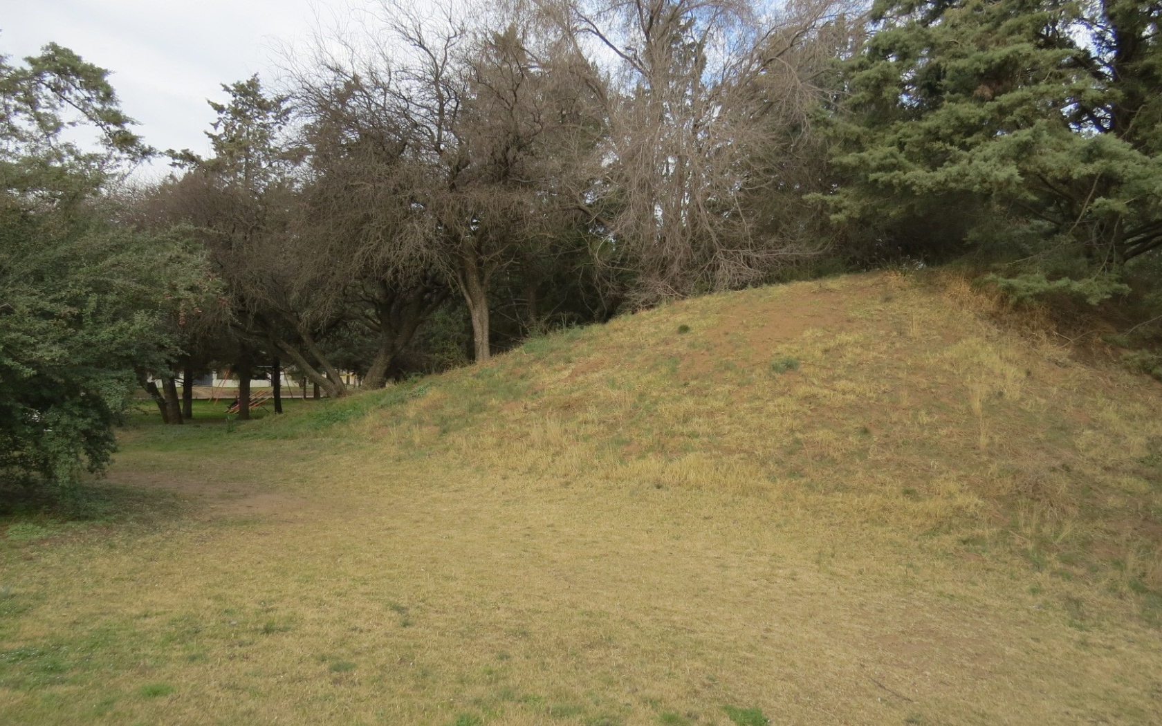 Холм с деревьями в парке