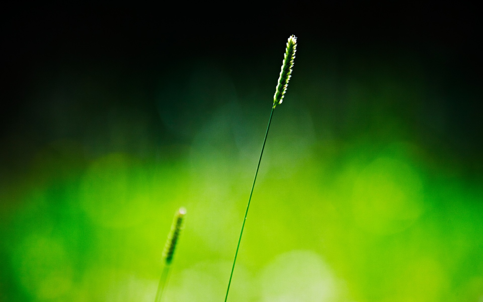 Одинокий зеленый колосок
