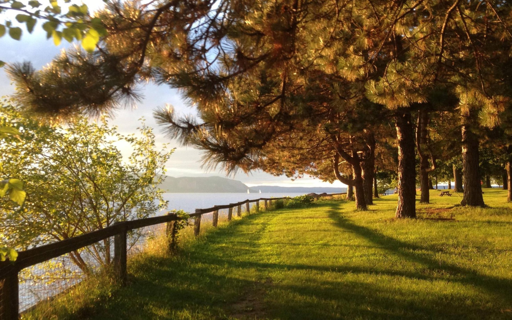 Парк с хвойными деревьями