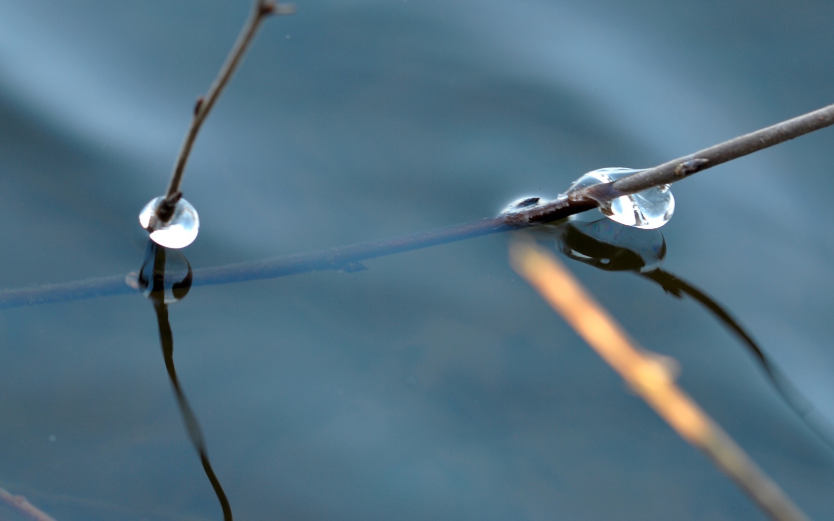 Веточка дерева в воде