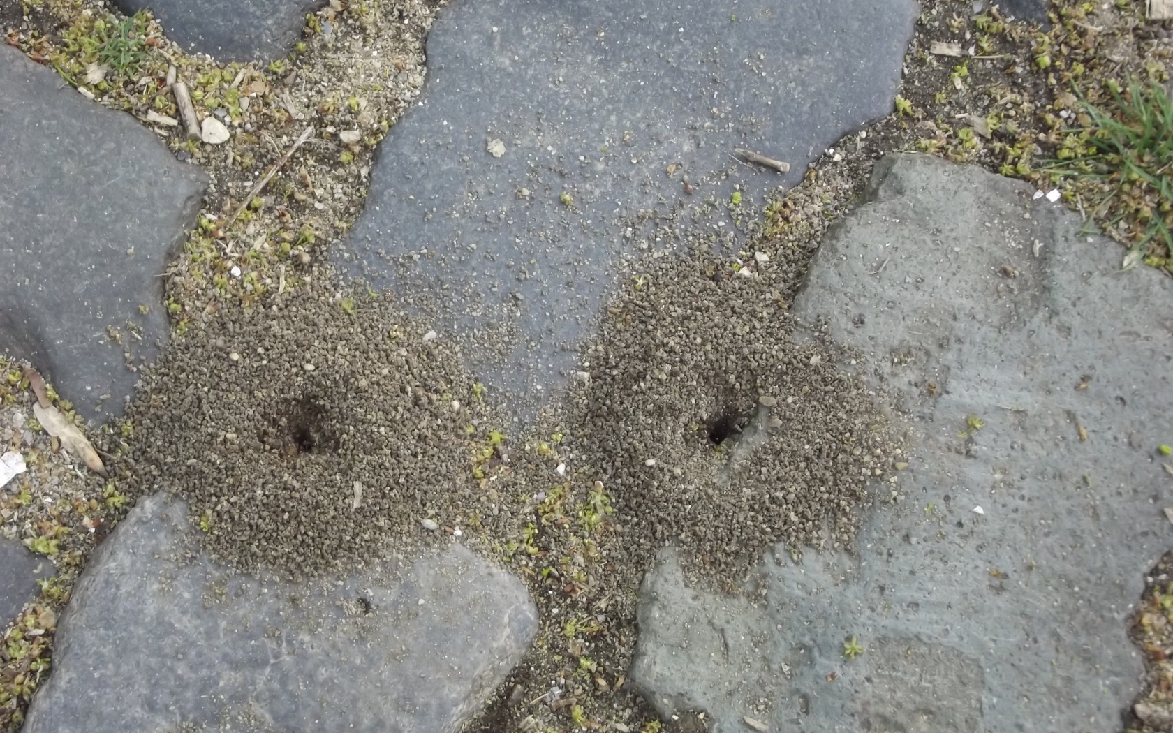 Следы земляных червей среди брусчатки
