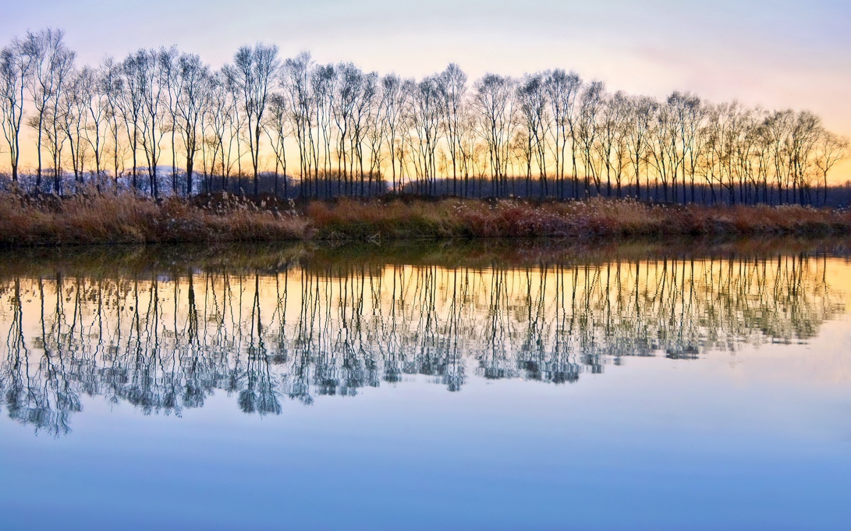 Деревья без листьев отражаются в воде