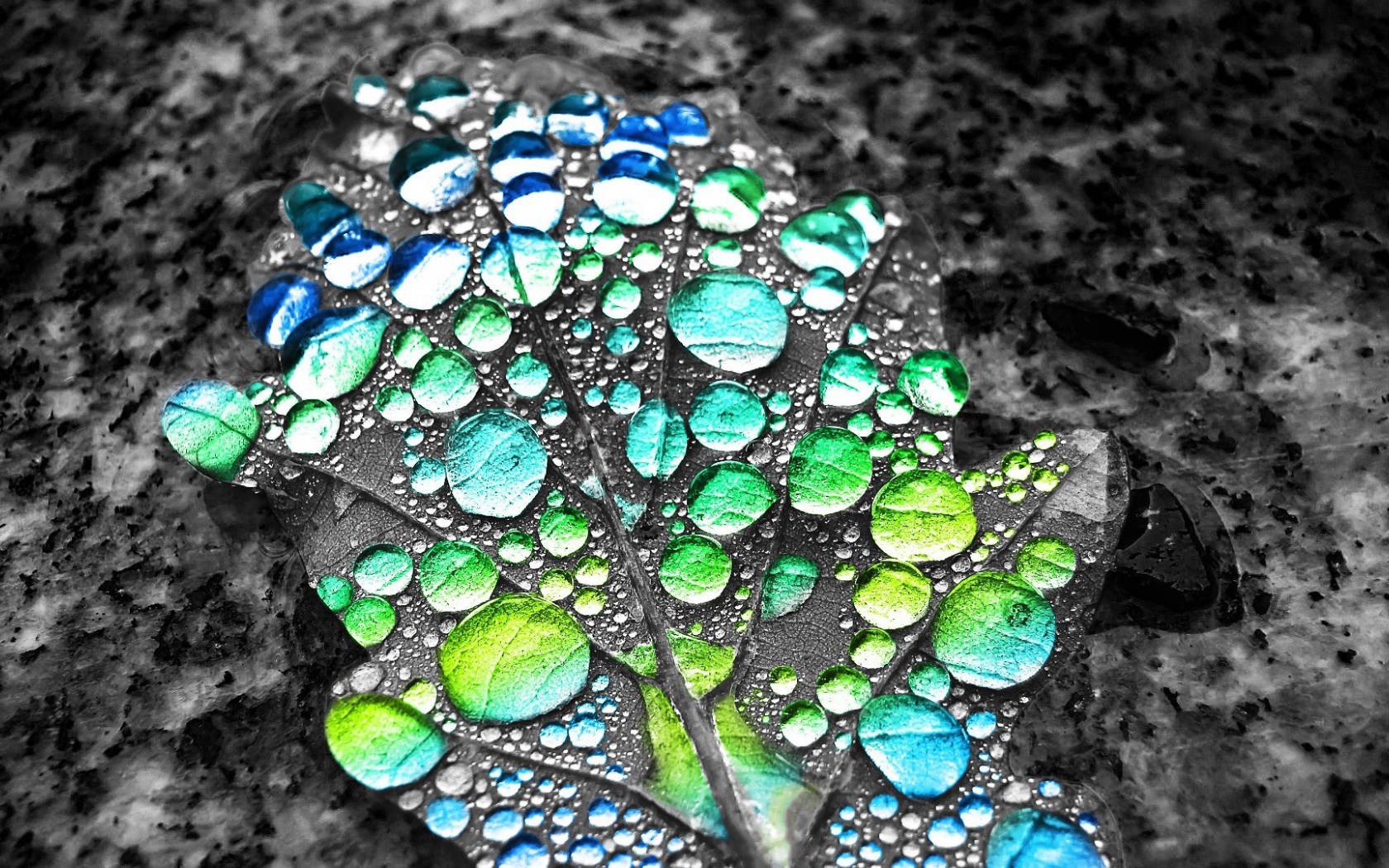 Капли воды показывают цвет листа