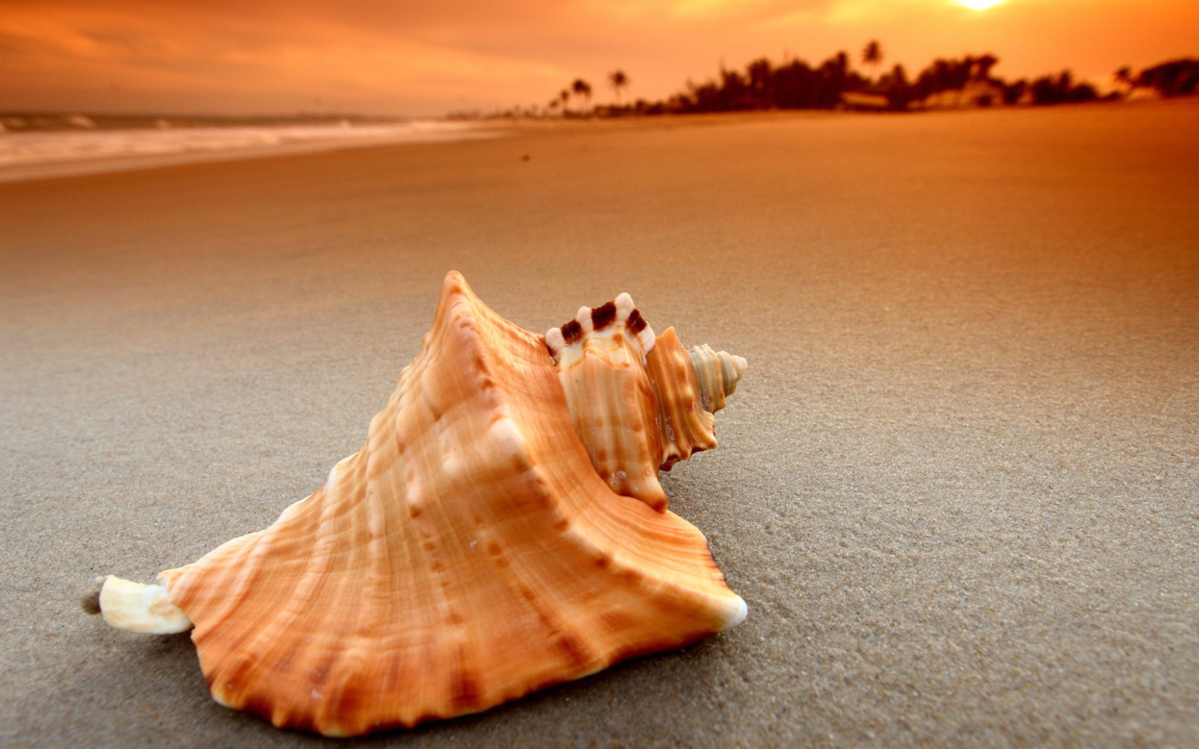 Пустая ракушка на песке пляжа